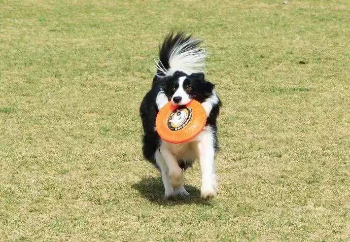 How to Teach a Dog to Fetch?