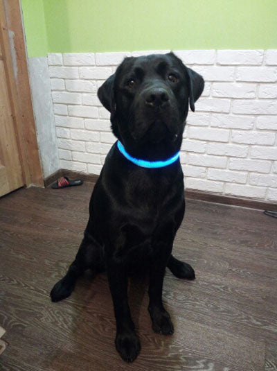 Is LED Dog Collar Important For Our Dog?