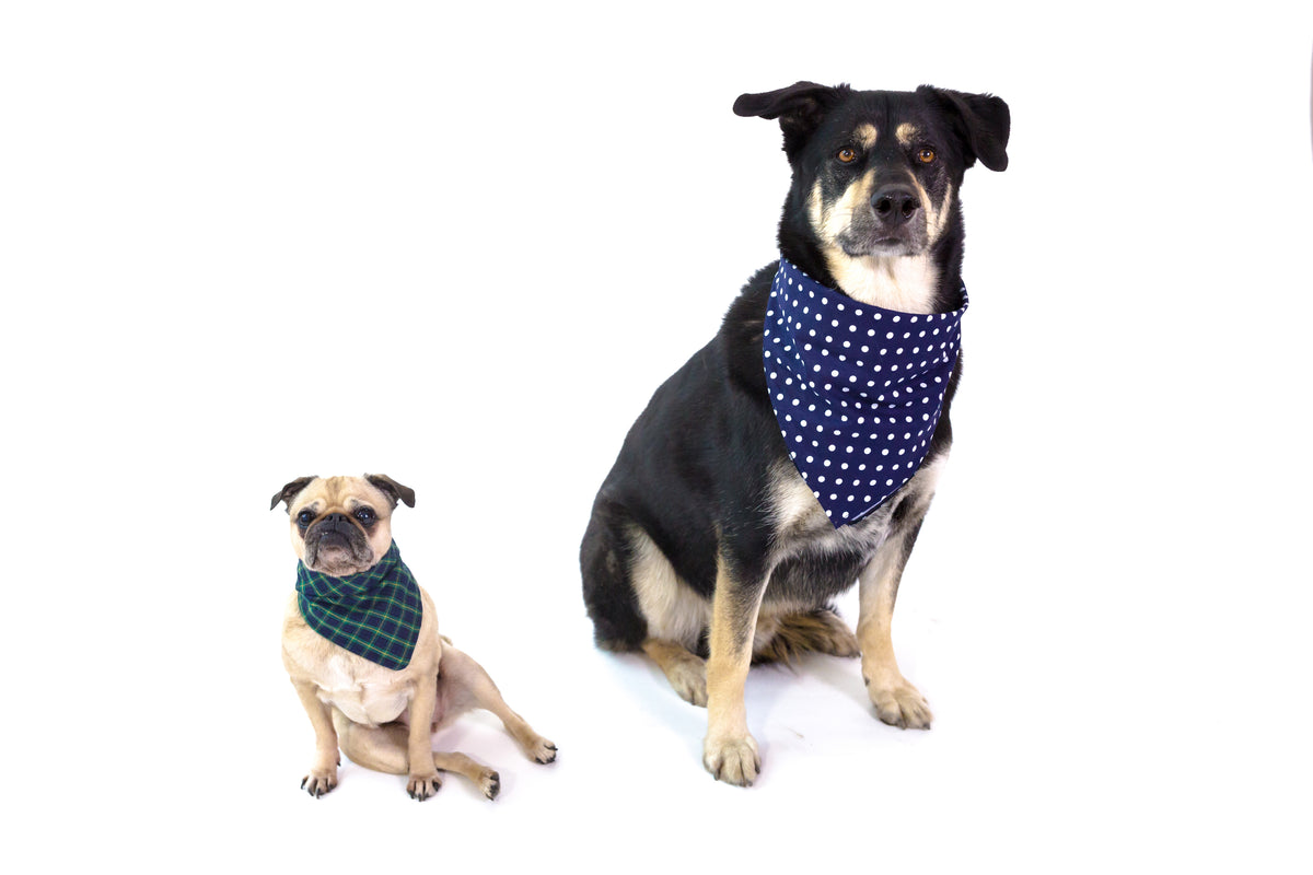 stylish dog collars