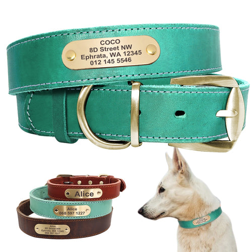 leather dog collar with name plate