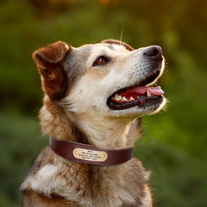 brown leather personalized dog collar