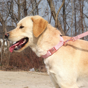 custom dog collar leash set with nameplate