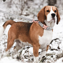 Load image into Gallery viewer, best custom collar leash set with nametag