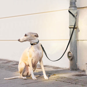 dog collar leash set waterproof
